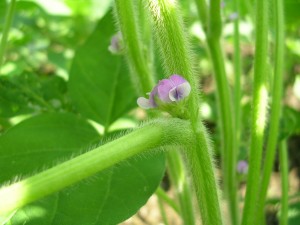 大豆の花 開花