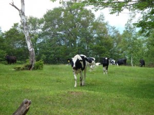 長野県牧場①