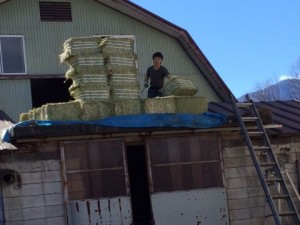 牧草荷卸し現場②