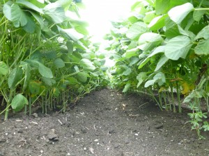 長野県産大豆②