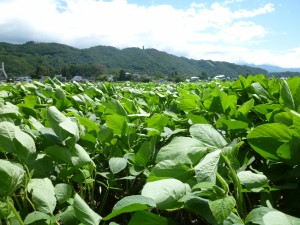 宮城県産大豆②