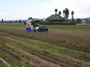 長野県産大豆収穫②