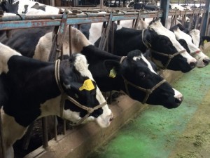 乳牛 埼玉県にて①