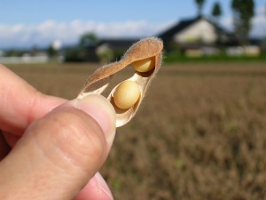 収穫直前の大豆①