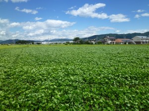 長野県産大豆①