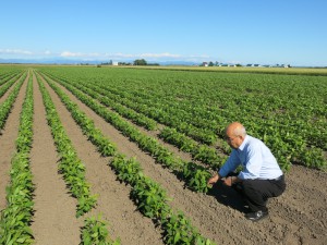 soybean_1