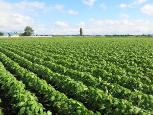 soybean_hokkaido_2