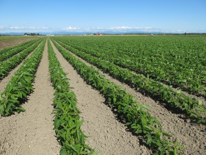 soybean_hokkaido_3